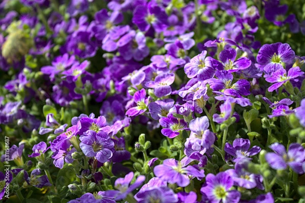 Fototapeta Blaukissen