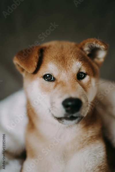 Fototapeta portrait of a shiba-inu puppy