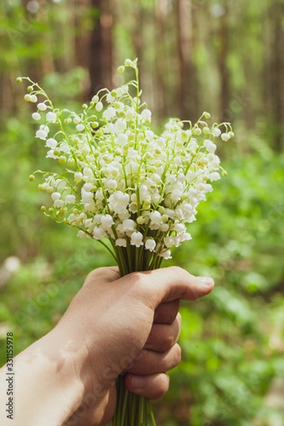 Fototapeta Beautiful white lilies of the valley in man's hand in the green spring sunny forest day. Spring, april, may, nature, beautiful plants