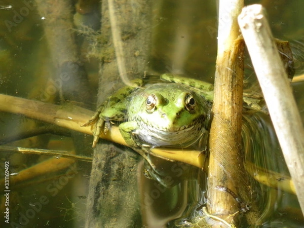 Obraz A frog in the water and in the reeds on the river Bank