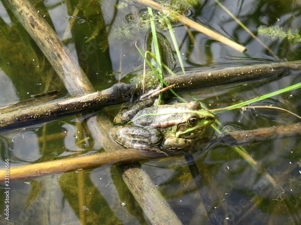 Obraz A frog in the water and in the reeds on the river Bank