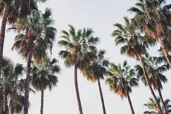 Obraz Palm Tree Family