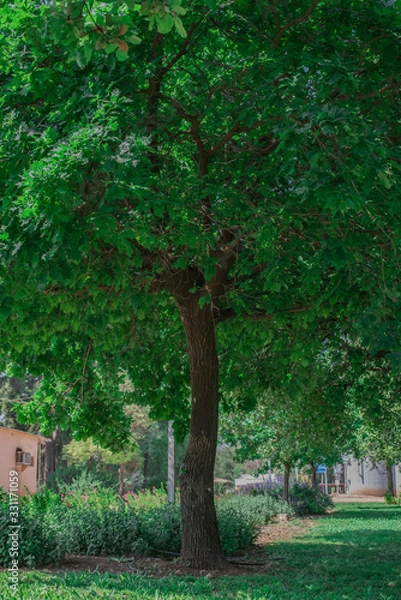 Obraz A Tree Portrait Full Size