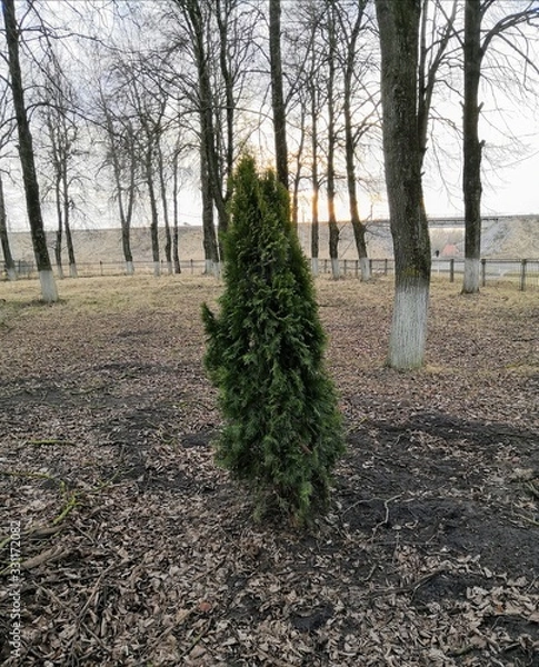 Obraz christmas tree in the square