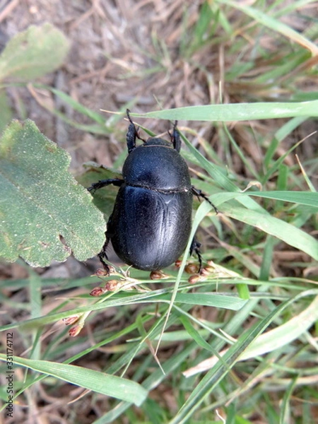 Obraz Black beetle in the green grass.