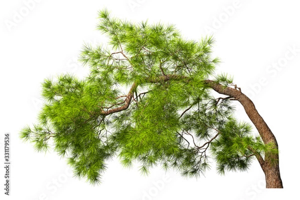 Fototapeta A coniferous evergreen spruce tree with a lush crown and a curved transverse trunk on a white background. Isolate oneself. 3D illustration.