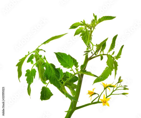 Obraz tomato seedlings with flowers, on a white background