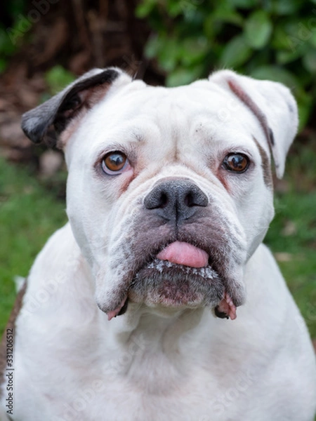 Fototapeta A beautiful English Bulldog dog head portrait with funny expression in face, focus on nose