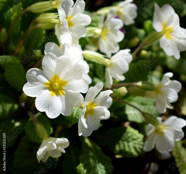 Fototapeta Yellow flowers of Primrose in spring garden
