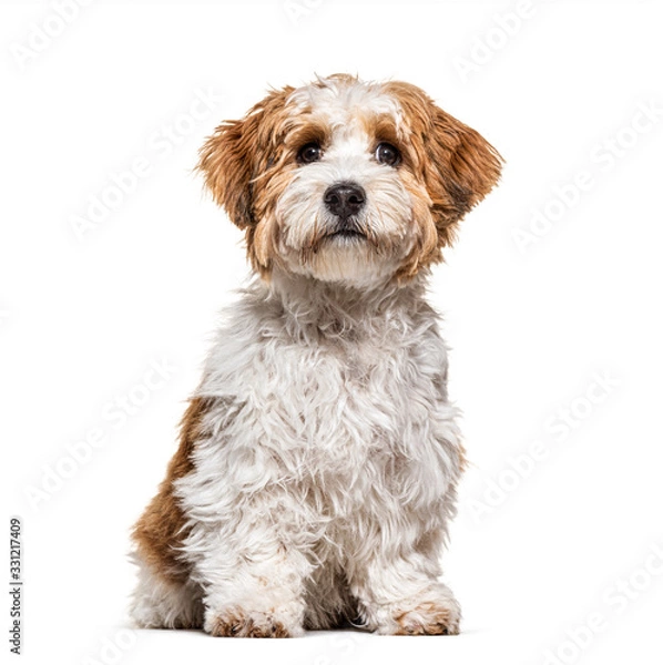 Obraz Sitting Puppy Havanese dog staring, 5 months old, isolated