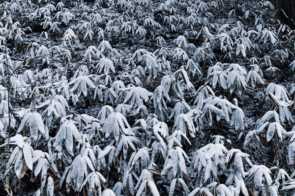 Fototapeta 雪に覆われた笹