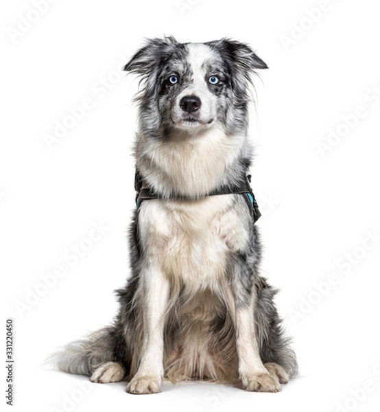 Fototapeta Blue Border Collie with Harness, isolated on white