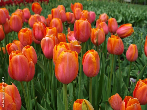 Obraz Orange tulips with green background