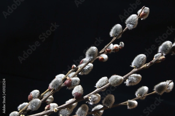 Obraz Spring pussy willows