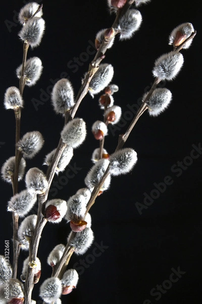 Obraz Spring pussy willows