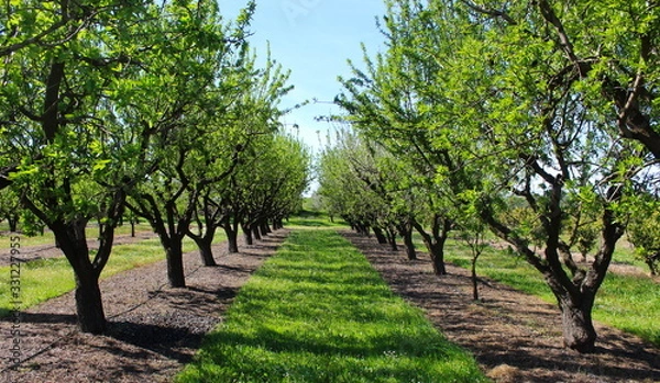 Fototapeta picture of almond orchards in rows