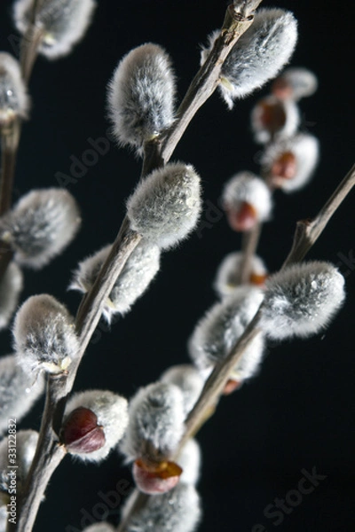 Obraz Spring pussy willows