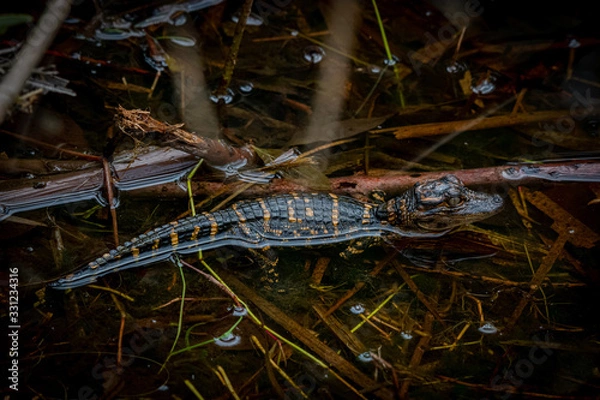 Fototapeta Close up of a young American alligator (Alligator mississippiensis) hatchling standing on branches in the water in Florida, USA.