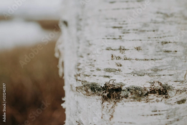 Fototapeta Birch tree texture
