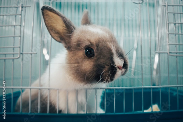 Fototapeta home rabbit in a cage