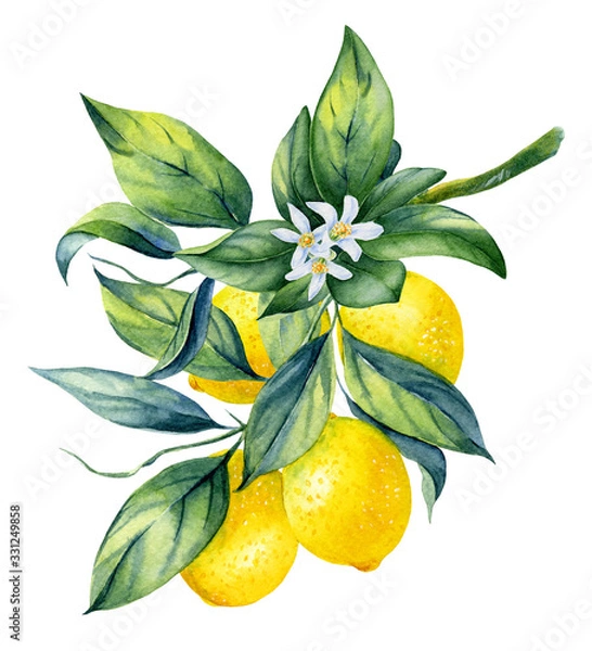 Fototapeta Watercolor illustrations with lemons isolated on the white background: fruits, branch and leaves.Element for design,card, invitation, poster.