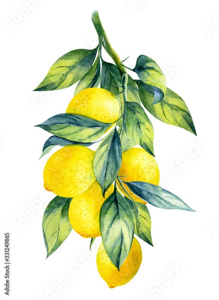 Fototapeta Watercolor illustrations with lemons isolated on the white background: fruits, branch and leaves.Element for design,card, invitation, poster.