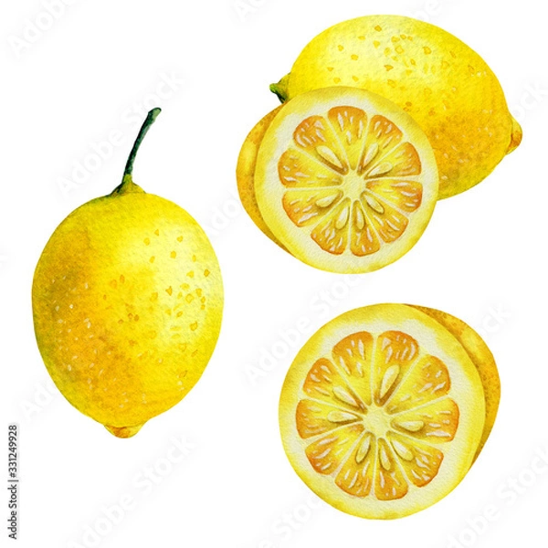 Fototapeta Watercolor illustrations with lemons isolated on the white background.Element for design,card, invitation, poster.