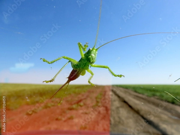 Obraz Grasshopper on the windshield of a car against the background of blue sky and fields.