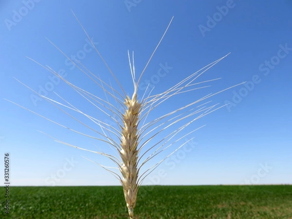 Obraz Mature Golden ear of grain close-up against the background of blue sky and green endless field