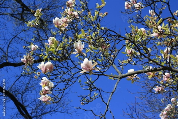 Obraz chinese magnolia
