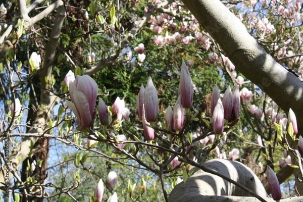 Obraz chinese magnolia