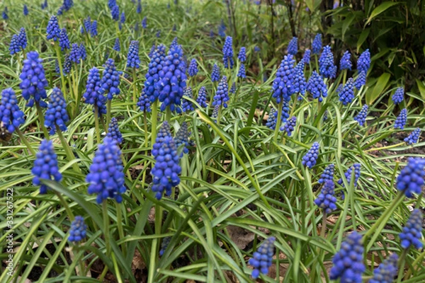 Fototapeta A profusion of blue Grape Hyacinths
