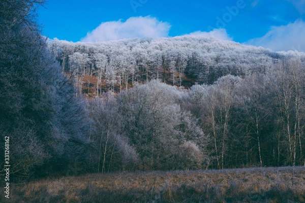 Fototapeta winter forest
