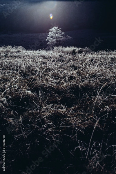 Fototapeta tree in winter