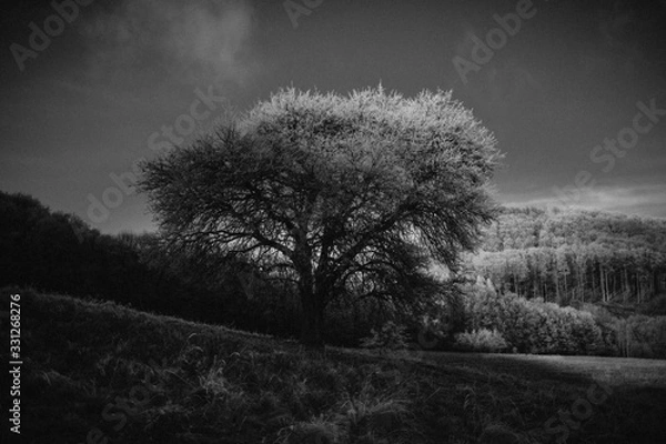 Fototapeta winter forest