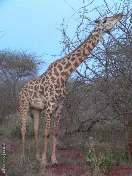 Obraz kenya - girafe
