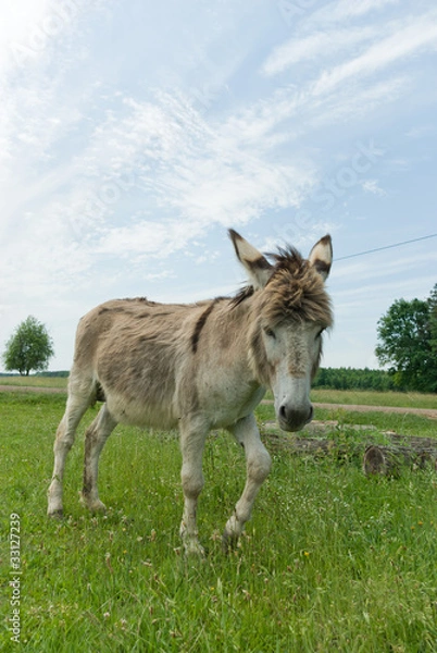 Fototapeta donkey