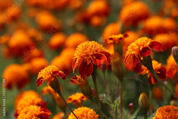 Obraz Orange Flowers