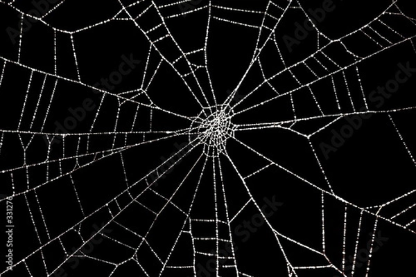 Obraz spinnennetz