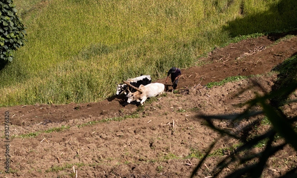 Obraz Ploughing in Asia
