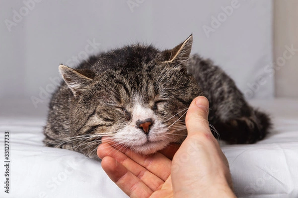 Fototapeta Unrecognizable man caressing old cat at home
