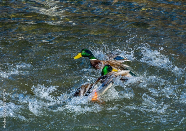 Fototapeta 水浴びして遊ぶ鴨