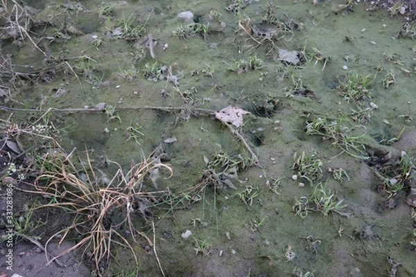 Obraz Dystope Landschaft aus Moos und Gras Querformat