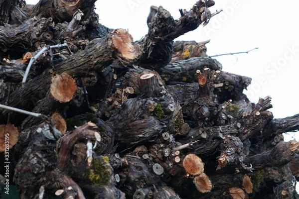 Obraz Geschnittene Rebstöcke gestapelt