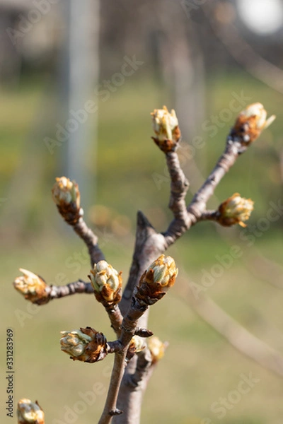 Obraz Large swollen buds on a pear tree in early spring