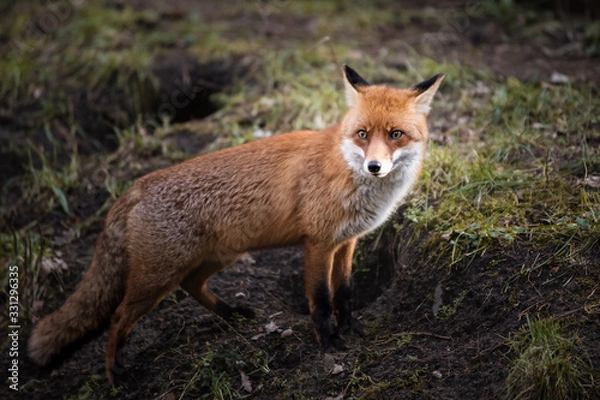 Fototapeta Kleiner Fuchs im Wald