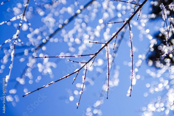 Obraz 枝についた雪解けのしずく