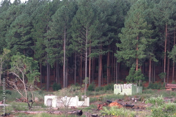 Fototapeta An old ruined building next to a dark forest