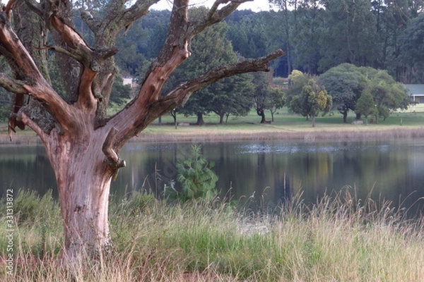 Fototapeta A dead tree next to a peaceful country dam
