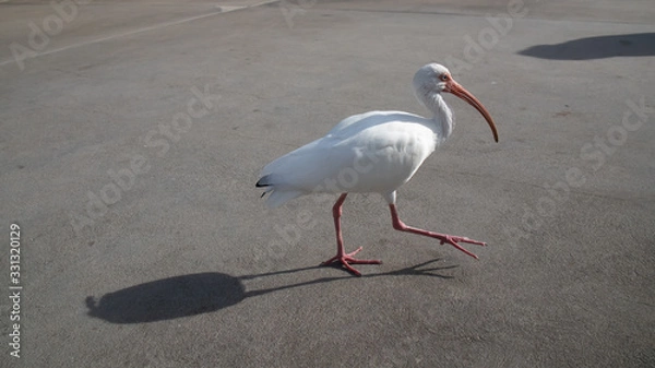 Obraz White bird walking - long beak